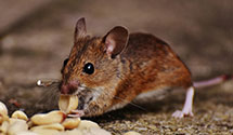 hotel-and-hospitality-pest-control Experts in Mcnutt